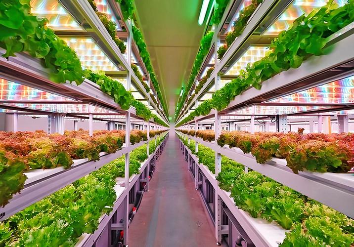 高光效低能耗led智能植物工厂 关键技术及系统集成
